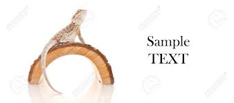 We did not find results for: Bearded Dragon Background With Space For Custom Text Stock Photo Picture And Royalty Free Image Image 14458547