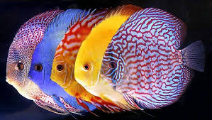 Discus is a schooling fish so it prefers to stay in groups of 6 species at least and it hardly stands being alone. Discus Are A Beautiful Freshwater Gerber S Tropical Fish Facebook