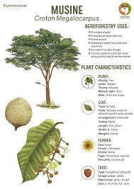 Image result for Croton megalocarpus