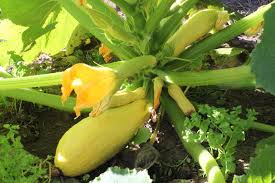 My unique diy squash arch design is an inexpensive project that doesn't take much time to make. Zucchini Golden Arch Crookneck Seeds The Seed Collection