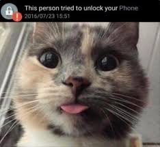 Make your own images with our meme generator or animated gif maker. Caturday Gallery