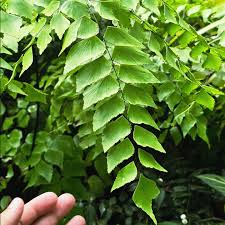 Image result for Adiantaceae