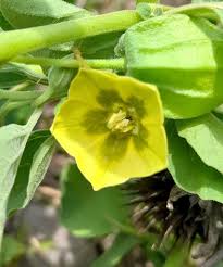 Image result for Physalis viscosa