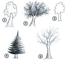 How To Draw Cartoon Trees Drawings Tree Drawing Cartoon Trees