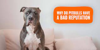 Why Do Pitbulls Have A Bad Reputation Appearance History Faq