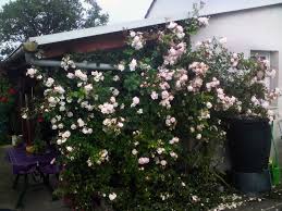 New dawn rose, the most favorite rose especially in united states is soft pink flowering plant with delicate rose clusters that gives repeating flower. Kletterrose New Dawn Finde Deine Neue Rose Online Ratgeber