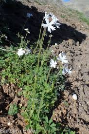 Image result for Lophacme parva