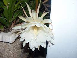 While most plants flower for weeks, orchid cacti only blossom for a few short hours each year, and always at night. Queen Of The Night Orchid Cactus Epiphyllum Oxypetalum Piglet In Portugal