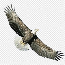 Maybe you would like to learn more about one of these? Burung Rajawali Elang Binatang Sayap Png Pngwing