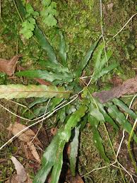Image result for Asplenium cancellatum