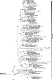 Image result for Oldenlandia echinulosa