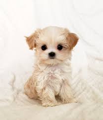 Here's more information about how large your maltipoo might get and other information that you these numbers are just estimates. Teacup Maltipoo Puppies Novocom Top