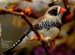 Bird Aviary For Sale Nsw Pin By Le Pinson Blanc Aviary Pinter On Aviary Photos Zebra Finch Bird House Kits Beautiful Birds