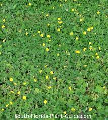 Perennial Peanut Covering The Ground Ground Cover Plants Perennials Ground Cover