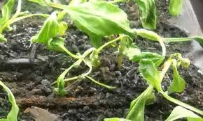 Image result for tomato seedling damping off