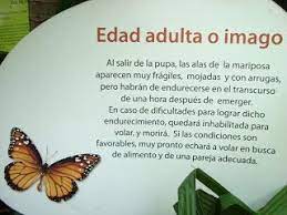 Mi Preescolar Proyecto De Aula Las Mariposas Proyectos De Aula Clases De Mariposas Ciclos De Vida