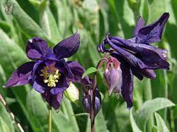 Check spelling or type a new query. Pin On Perennial Flowers