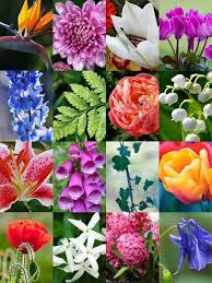 Maybe you would like to learn more about one of these? Are Flowers Poisonous To Cats Flower Info