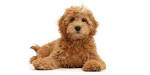 7 Things to Know Before Buying a Labradoodle - Animalso