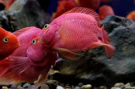 We did not find results for: Blood Parrot Cichlid Care Guide Tank Setup Mates Diet