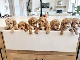 Profile for Frosted Golden Doodles