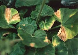 ゼラニウム葉枯病 農業害虫や病害の防除 農薬情報 病害虫 雑草の情報基地 全国農村教育協会
