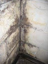 Spray down the areas of basement mold with the mold remover. How To Clean Mold And Mildew In The House From High Humidity Waterproofing Basement How To Clean Mold Wet Basement