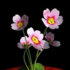 Pink Primrose Flowering 3d Obj February Birth Flowers Birth Flowers Family Flowers