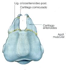 Resultado de imagen de cartilagos coniculados