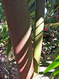 Image result for Disa robusta