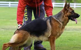 German shepherd male ref id: German Shepherd Dog Puppy Dog For Sale In Phoenix Arizona