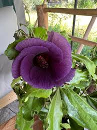 Image result for Polystachya campyloglossa