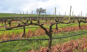 Image result for grapevine cuttings