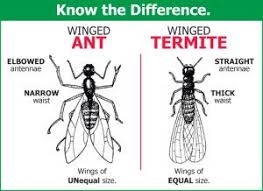 We clarify the two terms and what it means when approaching what are pests? What S The Difference Between Ants And Termites Do You Know Termites Pest Solutions Flying Ants