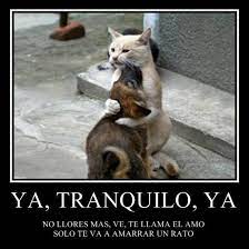 Perros Funny Animals Funny Animal Pictures Cute Animals