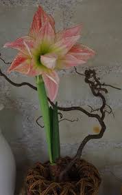 Des Fleurs Des Feuilles Fleurs Belles Fleurs Bulbes