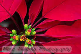 Poinsettia Flowers Part Three The Female Parts Stigmas Styles And Ovaries Ahoy Marc Perkins