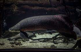 Enormous Alien Fish Spotted In Kerala S Rivers After 2018 Floods