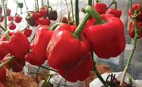 Make sure to add lots of compost! How Can I Clone My Best Producing Bell Pepper Plant