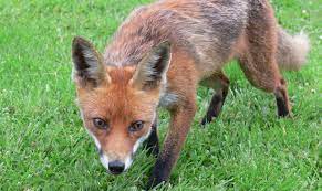 Getting rid of foxes in your garden can be accomplished by the simplicity of fencing. Keep Chicken Safe From Foxes