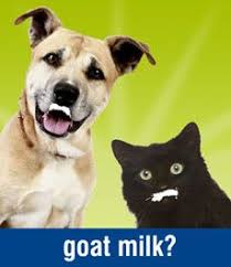 Milk for cats pet supplements goat milk you are awesome dog stuff animals and pets goats pup dog cat. The Benefits Of Raw Goat S Milk Raw Pet Food Food Animals Goat Milk