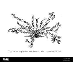 Image result for Asplenium hemitomum