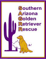 Golden retriever puppies have a biological need to chew and they want to play constantly. Southern Arizona Golden Retriever Rescue