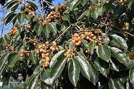 Image result for Diospyros truncatifolia