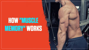 The ideal birman is a large, strongly built, elongated and they have stocky bodies, a large and blunt head, small eyes, and small rounded ears. Muscle Memory Is Real And Here S How It Helps You Build Muscle Fast