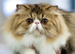 Duz Suratli Kedi Irklari Bu Kedileri Uretmek Neden Acimasizca Anadolu Kedisi