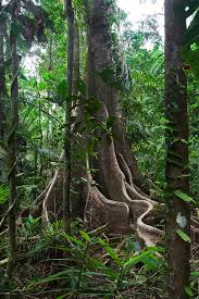 Download in under 30 seconds. Rain Forest Tree Trunk And Vines Photograph By Dirk Ercken