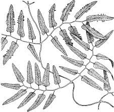 Image result for Lygodium