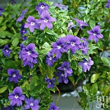 Browallia cordata d.don., browallia demissa l., browallia dombreyana dammer, browallia elata l., browallia melanotricha brandegee, browallia nervosa miers. Grow Browallia For Its Vibrant Star Shape Flowers That Will Light Up Shady Spots Plants Flowering Kale Summer Flowers