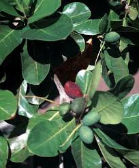 Image result for Terminalia tricristata